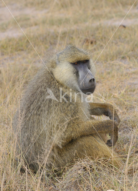 Gele baviaan (Papio cynocephalus)