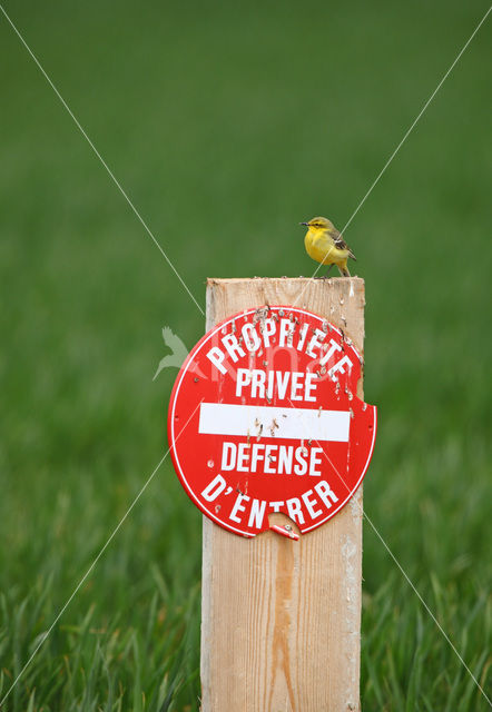 Yellow Wagtail (Motacilla flava)