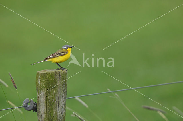 Gele Kwikstaart (Motacilla flava)