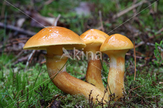 Gele ringboleet (Suillus grevillei)