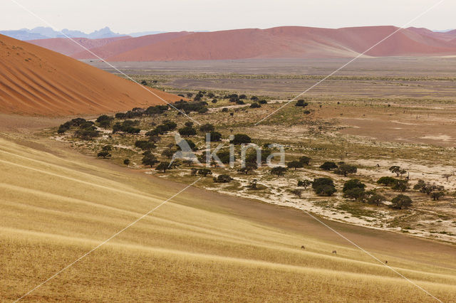 Fringe-eared oryx (Oryx gazella)