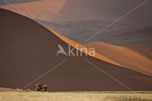 Fringe-eared oryx (Oryx gazella)