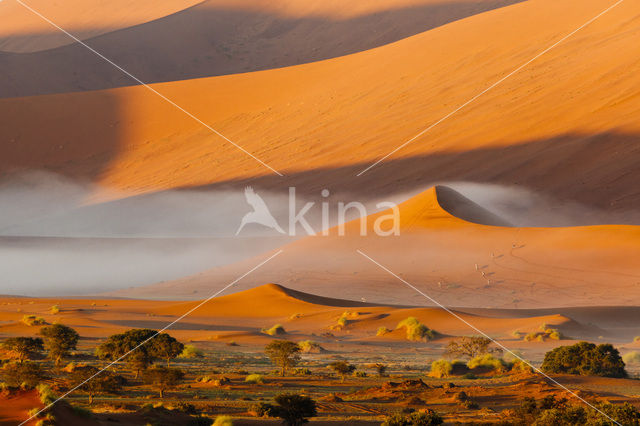 Fringe-eared oryx (Oryx gazella)