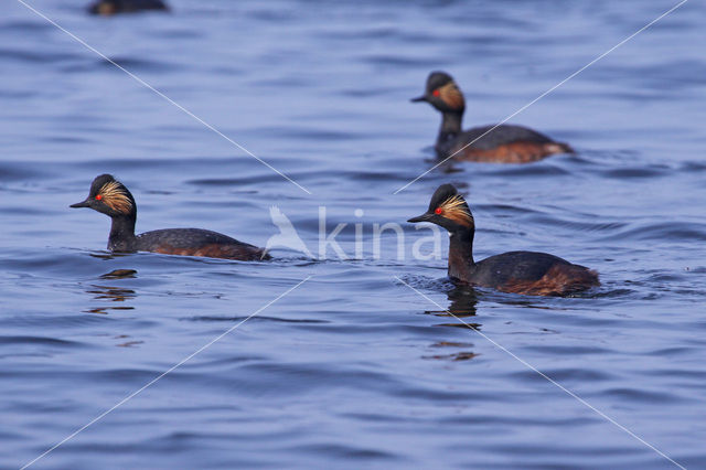 Geoorde Fuut (Podiceps nigricollis)