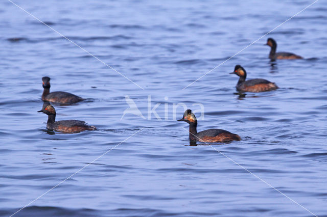 Black-necked Grebe (Podiceps nigricollis)