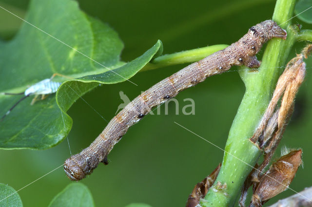 Gepluimde spanner (Colotois pennaria)