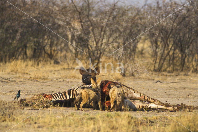 Gestreepte jakhals (Canis adustus)