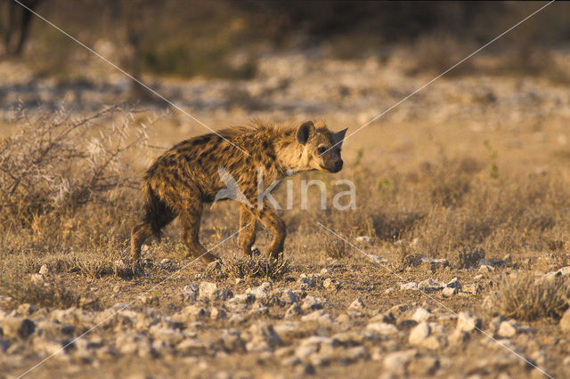 Gevlekte hyena (Crocuta crocuta)