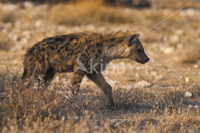 Gevlekte hyena (Crocuta crocuta)