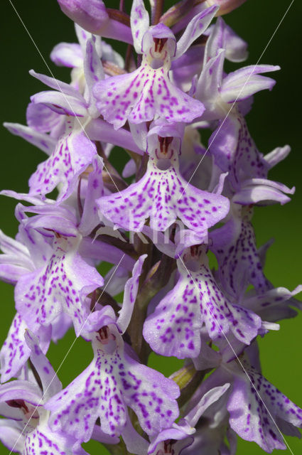 Spotted orchid (Dactylorhiza maculata)