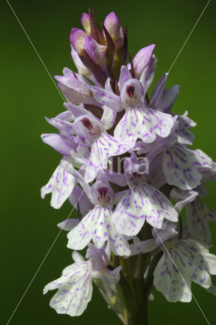 Gevlekte orchis (Dactylorhiza maculata)