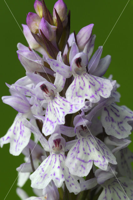 Gevlekte orchis (Dactylorhiza maculata)