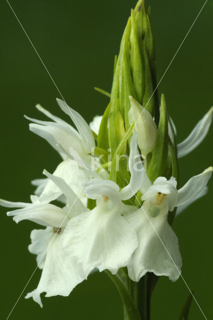Gevlekte orchis (Dactylorhiza maculata)