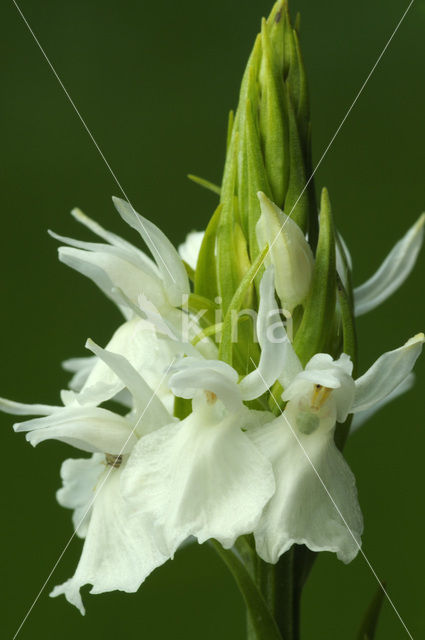 Spotted orchid (Dactylorhiza maculata)