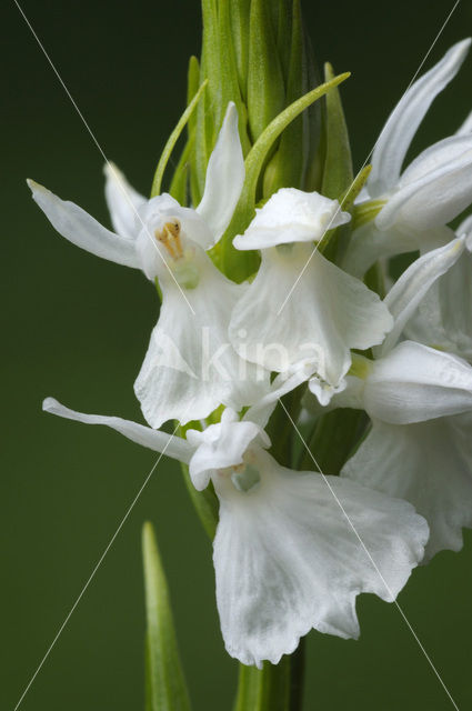 Gevlekte orchis (Dactylorhiza maculata)