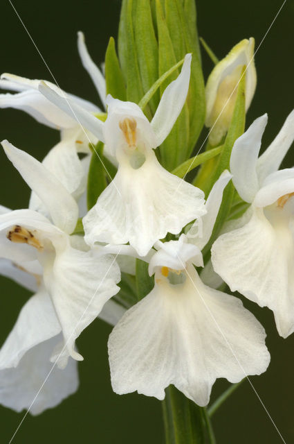 Spotted orchid (Dactylorhiza maculata)