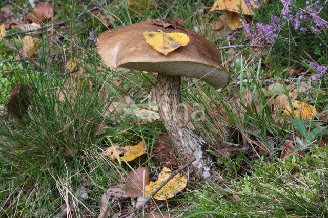 Gewone berkenboleet (Leccinum scabrum)