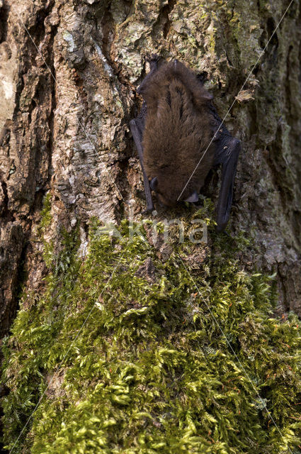 Gewone dwergvleermuis (Pipistrellus pipistrellus)