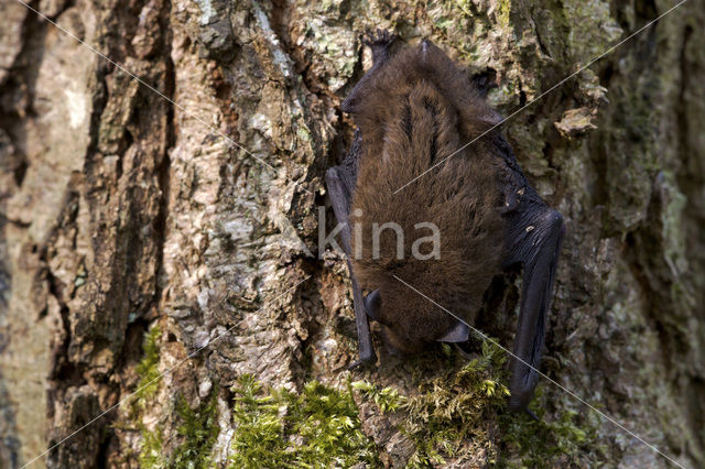 Gewone dwergvleermuis (Pipistrellus pipistrellus)