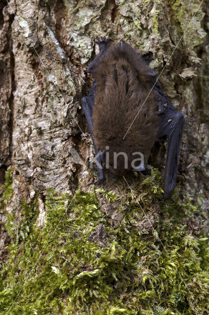 Gewone dwergvleermuis (Pipistrellus pipistrellus)