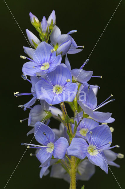 Germander Speedwell (Veronica chamaedrys)