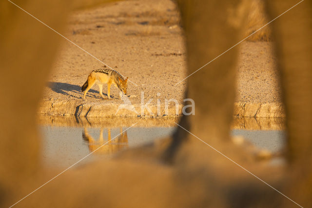 golden jackal (Canis aureus)