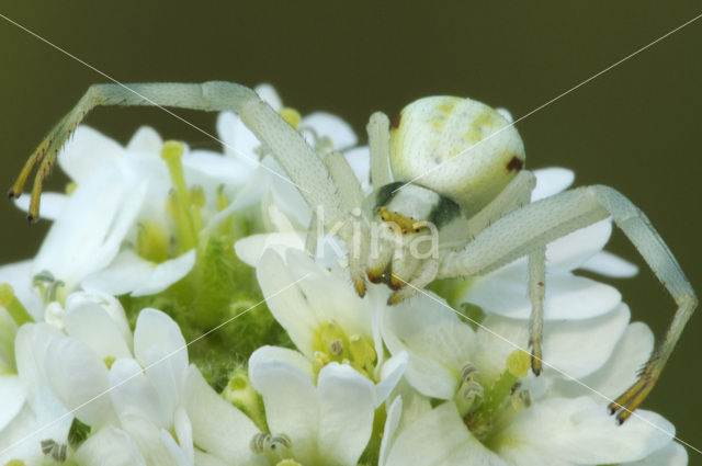 Flower Queen (Misumena vatia)