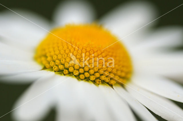 Gewone margriet (Leucanthemum vulgare)