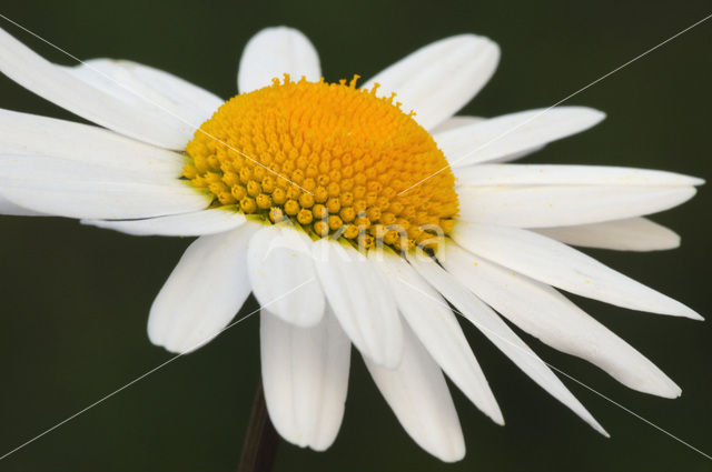 Ox-eye Daisy (Leucanthemum vulgare)