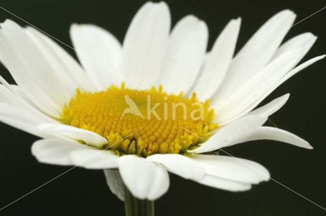 Gewone margriet (Leucanthemum vulgare)