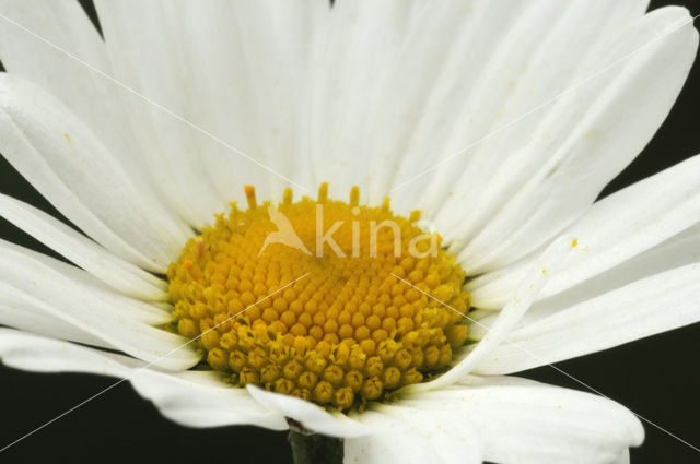 Gewone margriet (Leucanthemum vulgare)