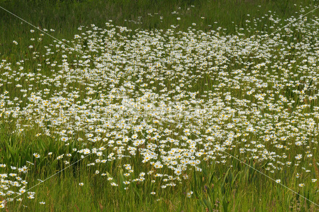 Gewone margriet (Leucanthemum vulgare)