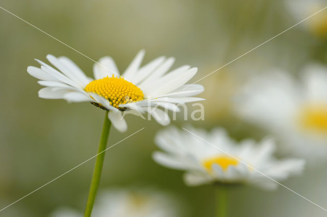 Gewone margriet (Leucanthemum vulgare)