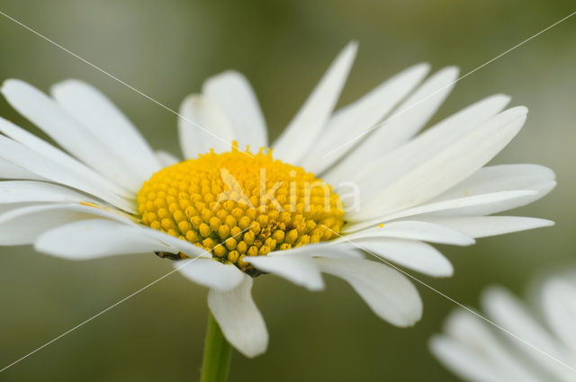 Gewone margriet (Leucanthemum vulgare)