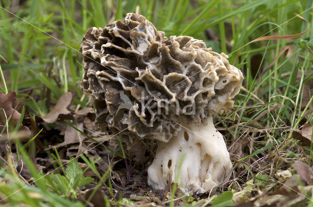 Gewone morielje (Morchella esculenta)