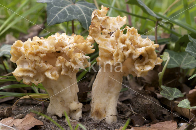 Common morel (Morchella esculenta)