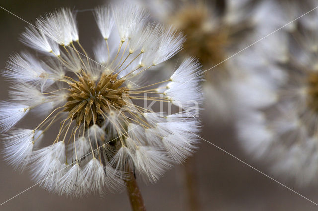 Gewone paardenbloem (Taraxacum officinale)