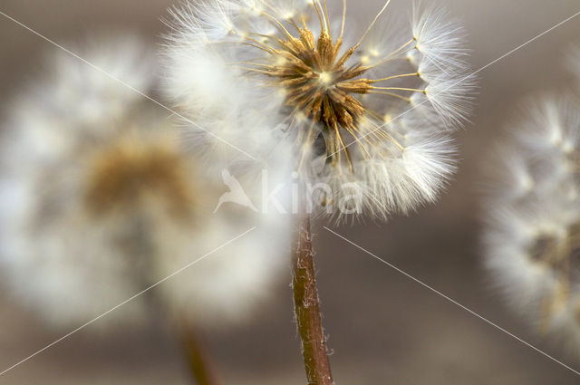 Gewone paardenbloem (Taraxacum officinale)