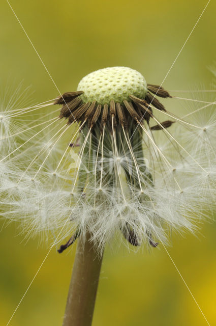 Common Dandelion (Taraxacum officinale)