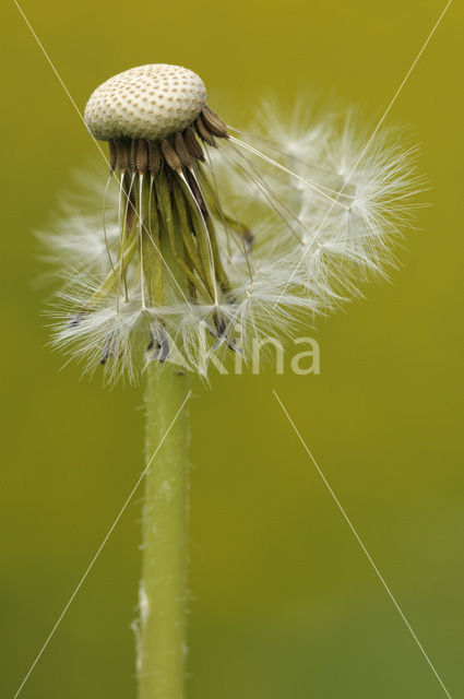 Gewone paardenbloem (Taraxacum officinale)