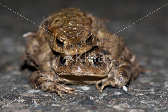 Gewone pad (Bufo bufo)