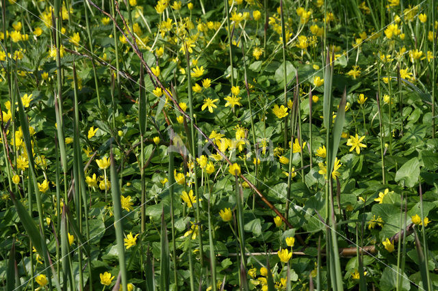 Lesser Celandine (Ranunculus ficaria subsp. bulbilifer)