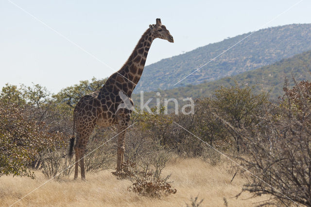 Giraffe (Giraffa camelopardalis spec.)