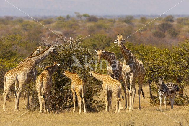 Giraffe (Giraffa camelopardalis spec.)