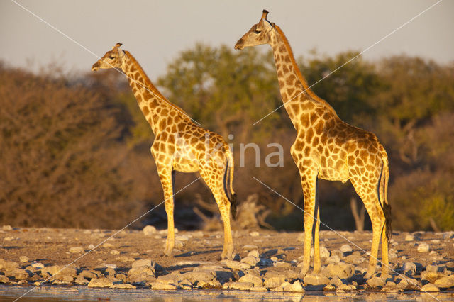 Giraffe (Giraffa camelopardalis spec.)