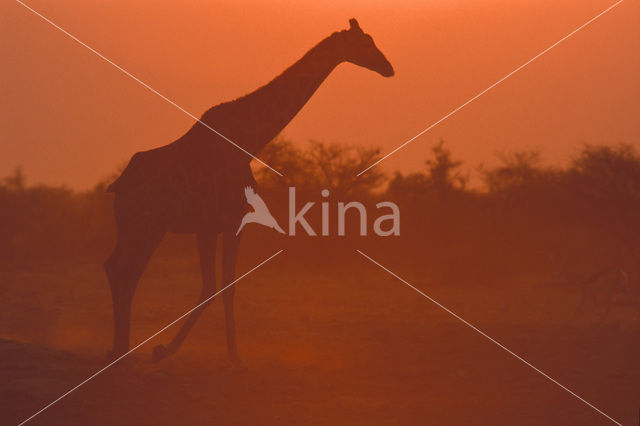 Giraffe (Giraffa camelopardalis)