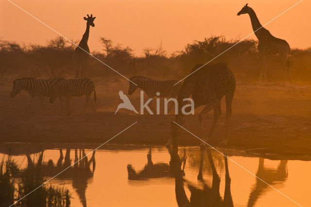 Giraffe (Giraffa camelopardalis spec.)