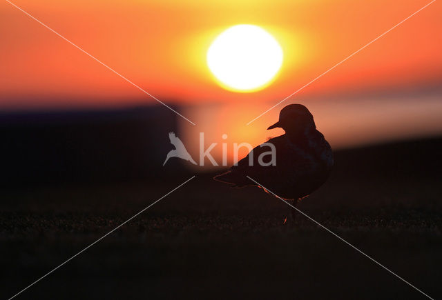 Golden Plover (Pluvialis apricaria)