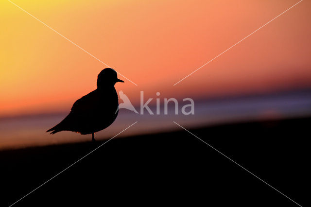 Golden Plover (Pluvialis apricaria)