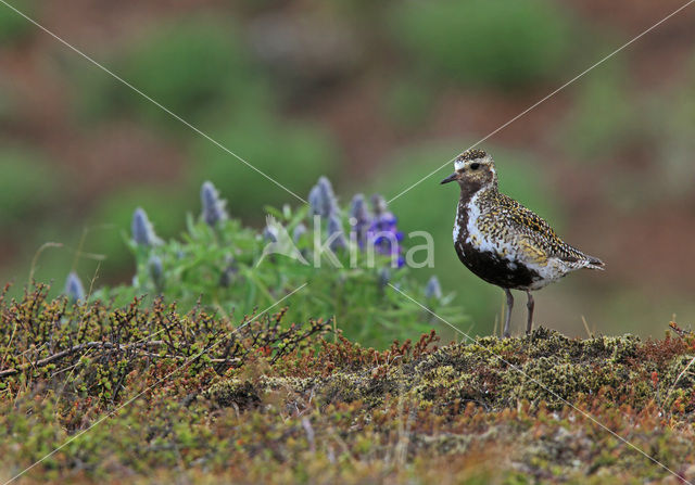 Goudplevier (Pluvialis apricaria)